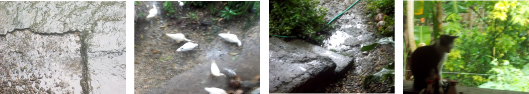 Images of sun and rain in tropical backyard