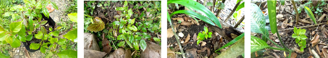 Images of Rose and
              Bougainvillea cuttings replanted in tropical backyard
              garden