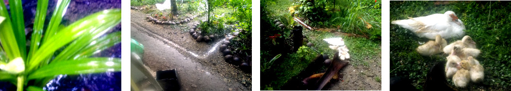 Images of sun in tropical backyard after heavy rain