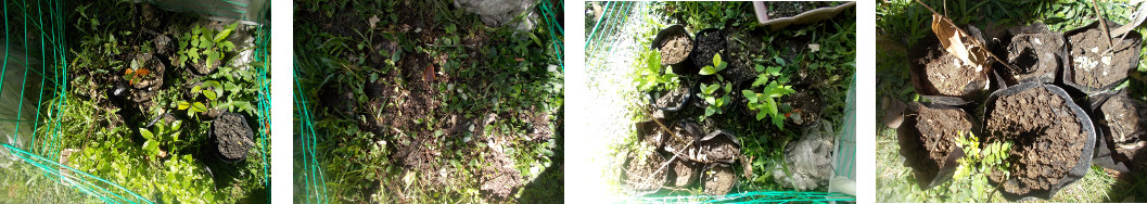 Images of tropical backyard tree
        seedling area during tidying op