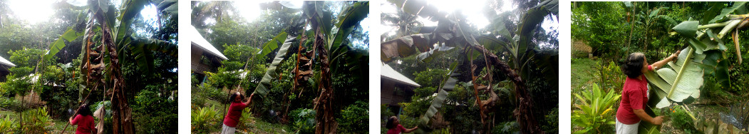 Images of woman breaking a banana tree
        to pick its fruits