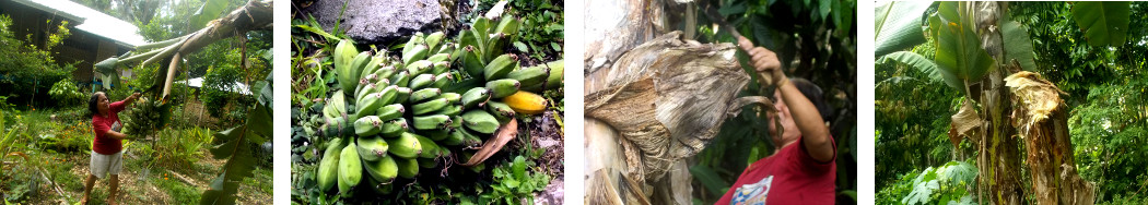 Images of bananas being harvested in tropical backyard