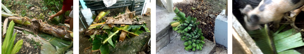 Images of banana tree