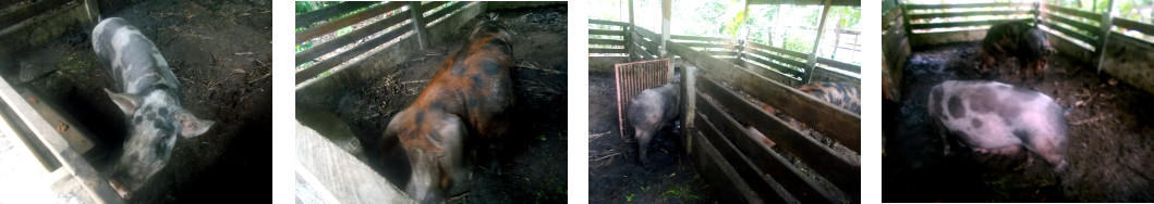 Images of tropical backyard sow and boar getting
        together