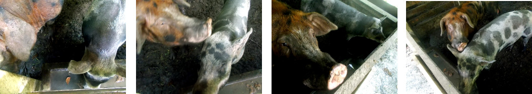 Imags of tropical backyard boar and sow together