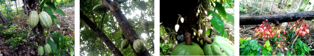 Images of cacao pods and flowers