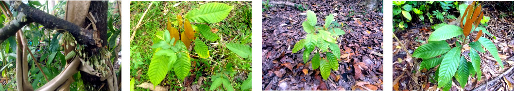 Images of Cacao flowers and some
        seedling trees