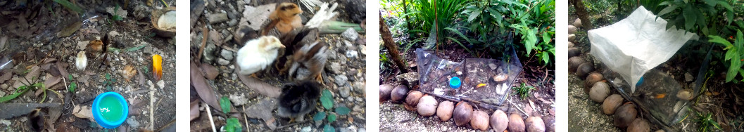 Images of improvised home for orphaned chicks in
                tropical backyard