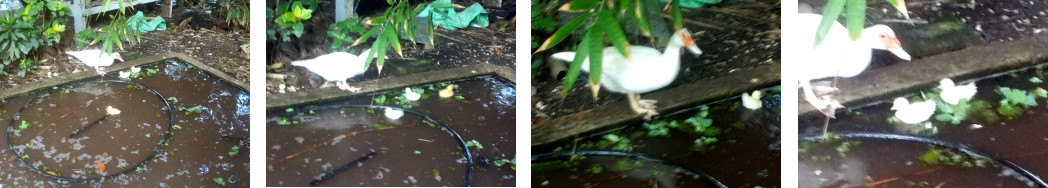 Images of newlyborn ducklings swimming
        in tropical backyard pond