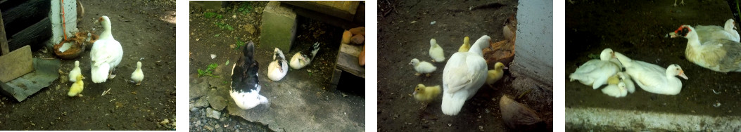 Images of Muscovy ducks and ducklings
        in tropical backyard
