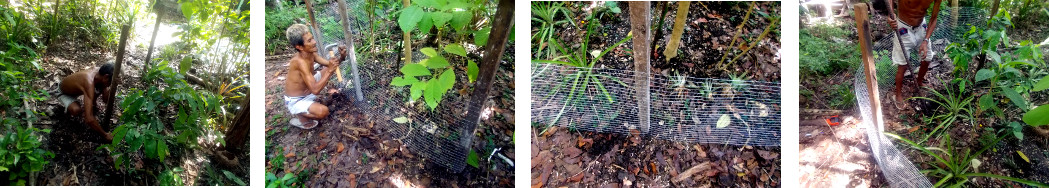 Images of man building a fence in tropical backyard