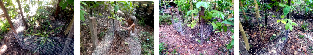 Images of newly built fence in tropical backyard