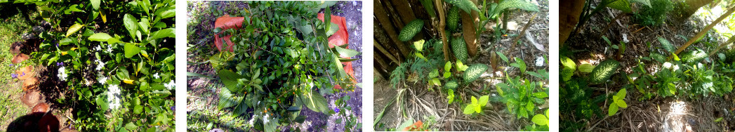 Images of cuttings to improve garden hedge