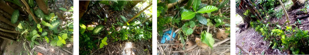 Images of tropical bckyard hedge improved by cuttings