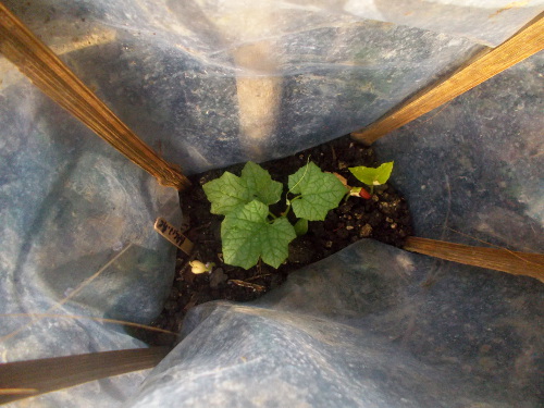 Imagws of a seedling growing in a
        protective plastic sleeve