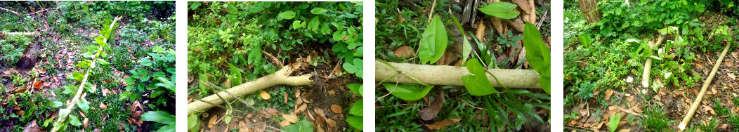 Images of fallen papaya tree in
        tropical backyard