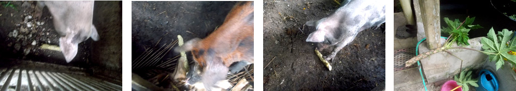 Imags of fallen papaya tree fed to
        tropical bckyard pigs