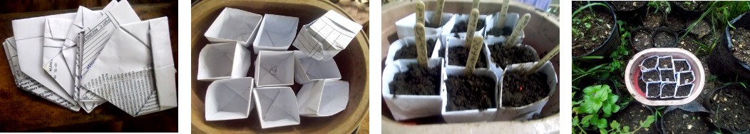 Images of seeds planted in paper pots