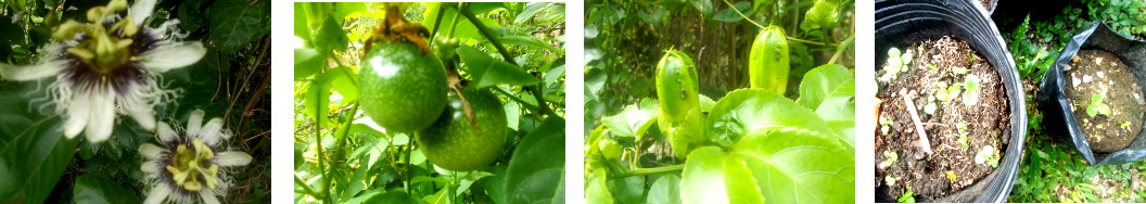 Images of passionfruit in various
        stages of development