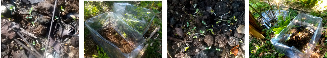 Images of seedlings growing in
        tropical backyard