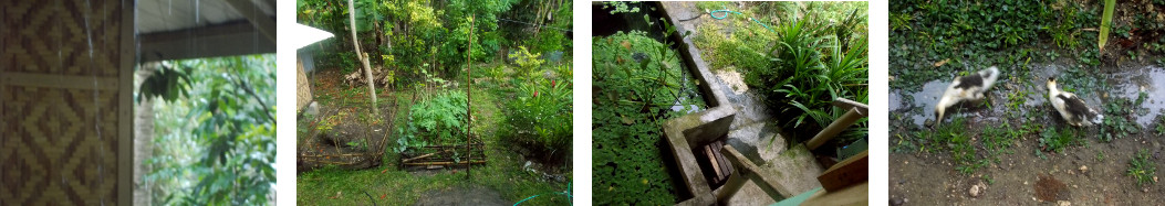 Images of rain in tropical backyard