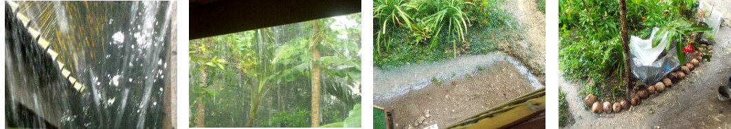 Images of rain in tropical backyard