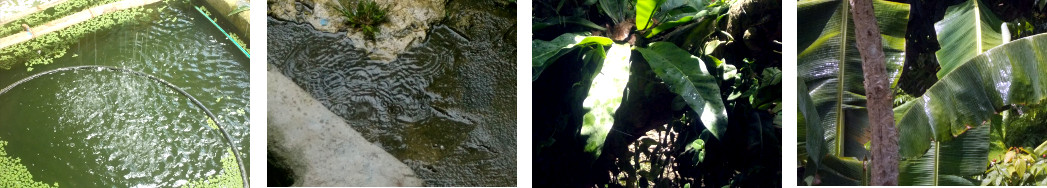 Images of a light tropical shower of
        rain