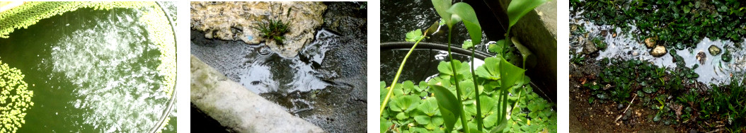 Images of light rain in tropical
        backyard