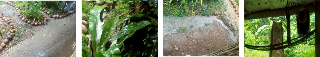 Images of rain in tropical backyard