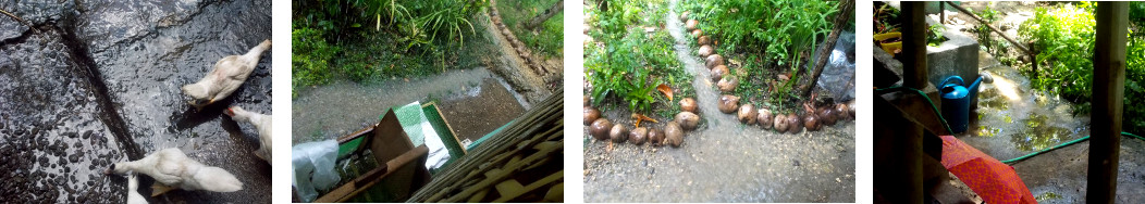 Images of rain in a tropical backyard