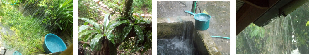 Images of heavy rain in tropical
        backyard