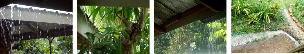 Images of heavy rain in tropical
        backyard