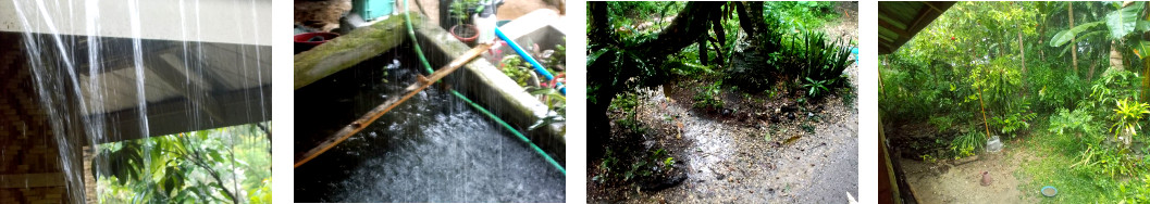 Images of heavy rain in tropical backyard