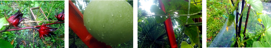Images of plants after night rain in a
        tropical backyard