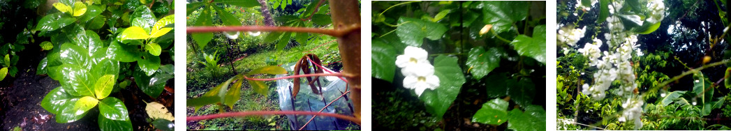 Images of tropical backyard after rain
        in the night