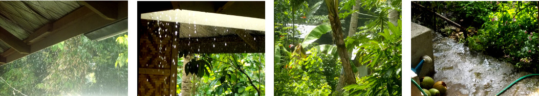 Images of rain in tropical backyard