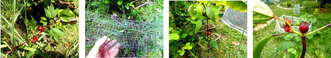 Images of Roselle plant repaired after
        damage by chickens