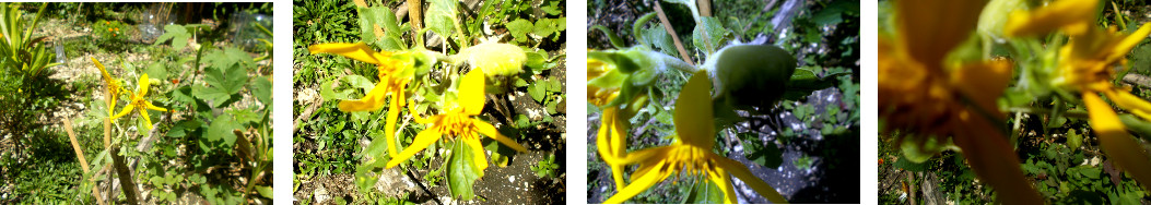Images of weedy sunflower in tropical backyard