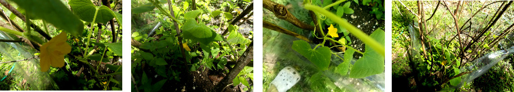 Images of Thai Cucumber plants growing
        in tropical garden