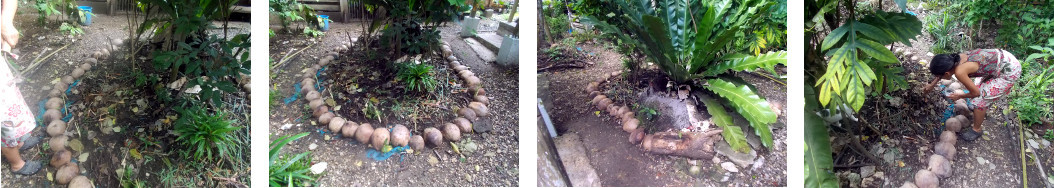 Images of woman tidying up a tropical backyard garden
        patch