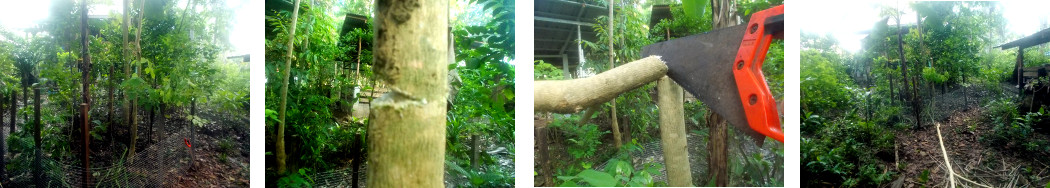 Images of small tree in tropical
        backyard being cut down