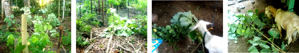 Images of goats being fed leaves from felled tree in
        tropical backyard