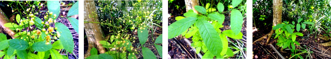 Images of flowering tree in tropical backyard