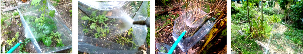 Images of tropical backyard garden
        being watered