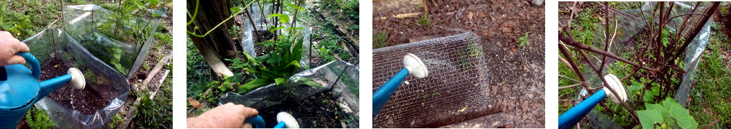Images of protected patches in
        tropical backyard being watered
