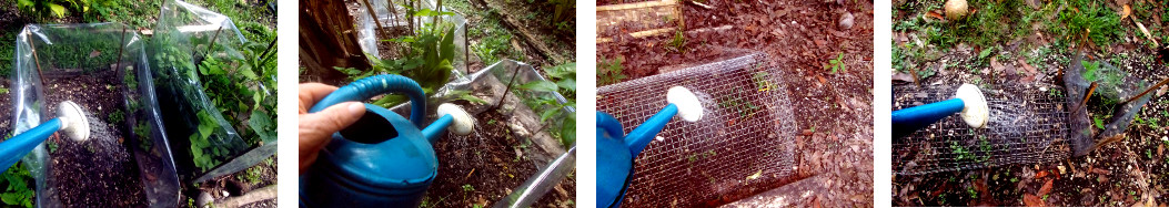 Images of protected areas in tropical backyard garden
        being watered