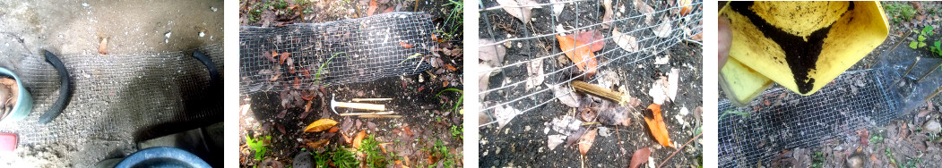 Images mof newly constructed
        anti-chicken wire frame is sown woith seeds in tropical
        backyard