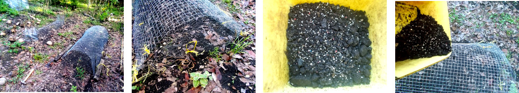 Images of wire frame in tropical
        backyard -built to keep chickens away from seedlings