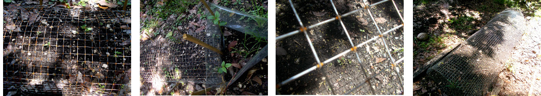Images of lack of growth of seedlings
        in trppical backyard garden