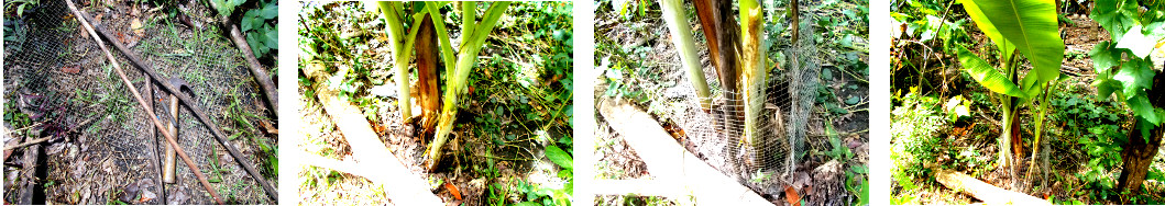 Images of putting a wire fence around a banana tree to
        protect it from Ducks